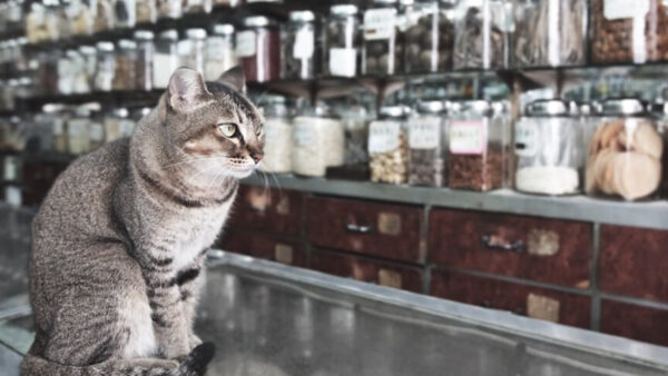 Foundations: Herbs for Your Pet