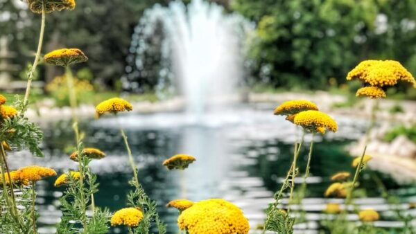 Foundations: The Herbalist Guide to the Fountain of Youth