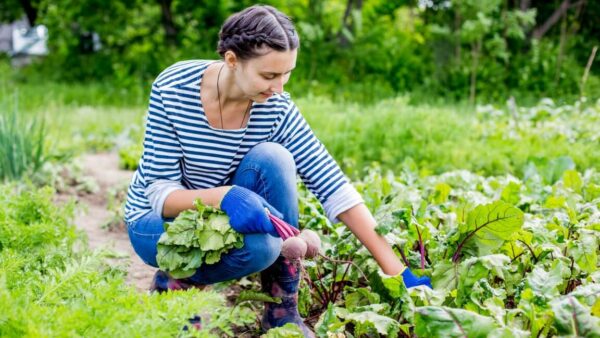 Foundations: The Liver - Your Key to Health - 2 Part Series
