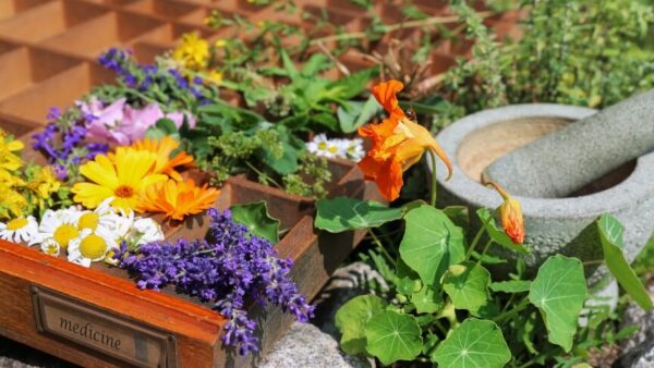 Foundations: The Herbal Medicine Chest: Three Part Series