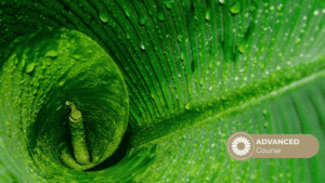 Natural Healing Neurology