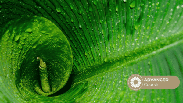 Natural Healing Neurology