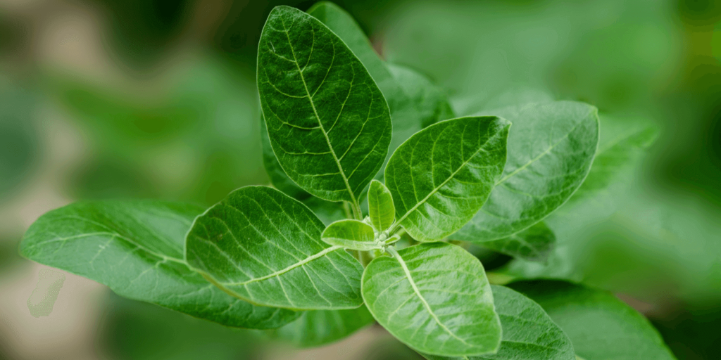 Join the Global Herbalism Academy