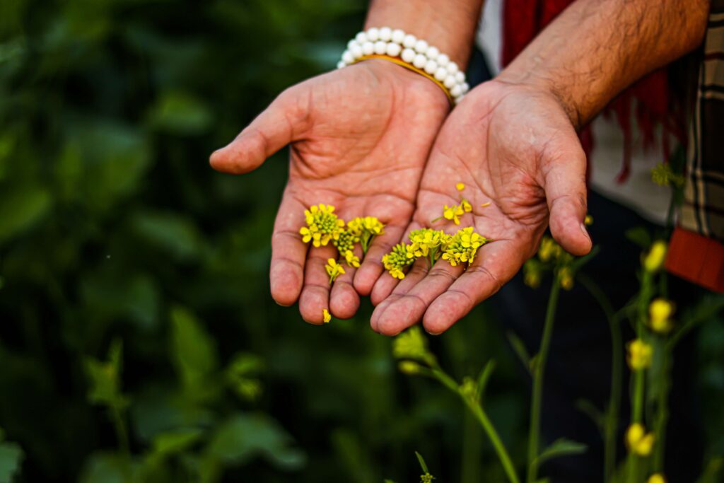 Ayurveda certification